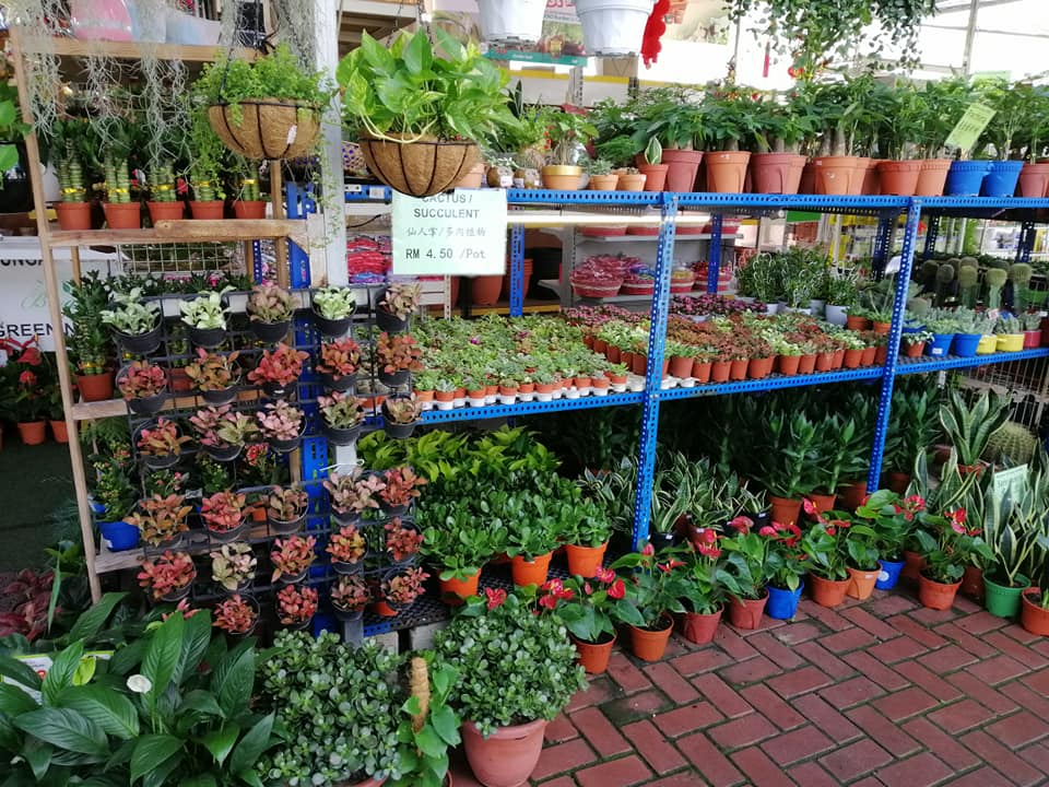 大都会/MZ头/ 售卖盆栽生意情况 / 多图