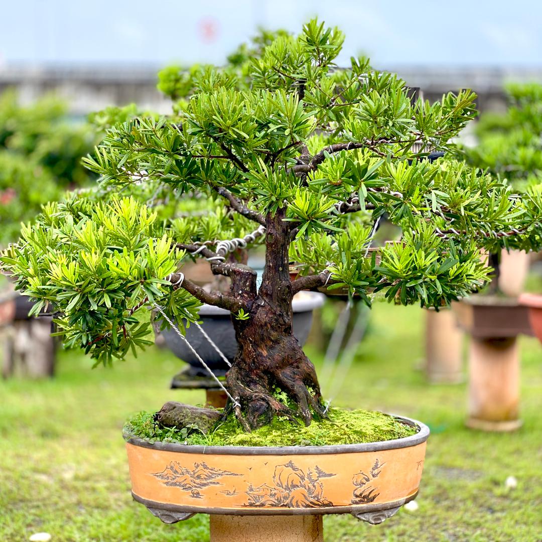 大都会/MZ头/ 售卖盆栽生意情况 / 多图