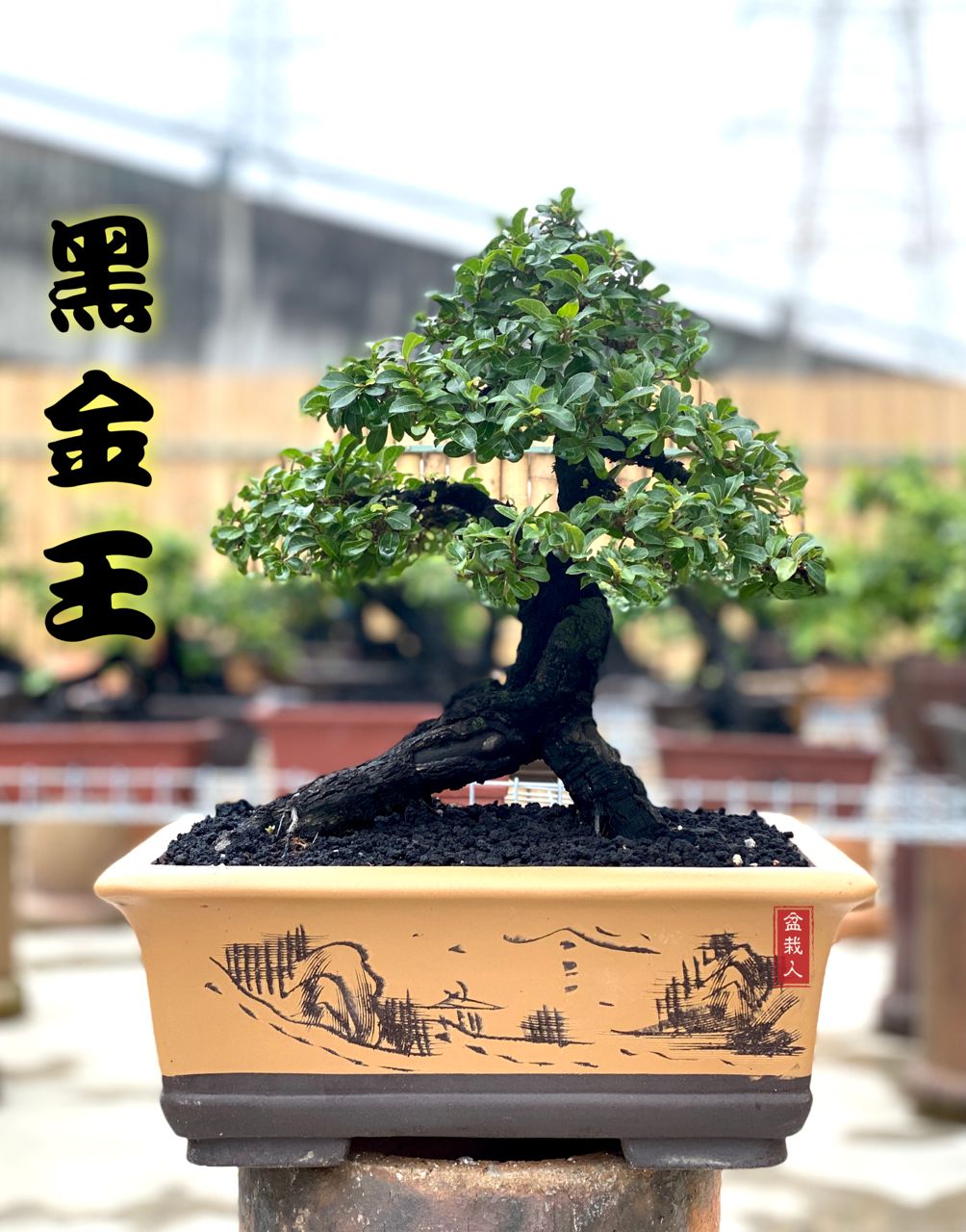 大都会/MZ头/ 售卖盆栽生意情况 / 多图