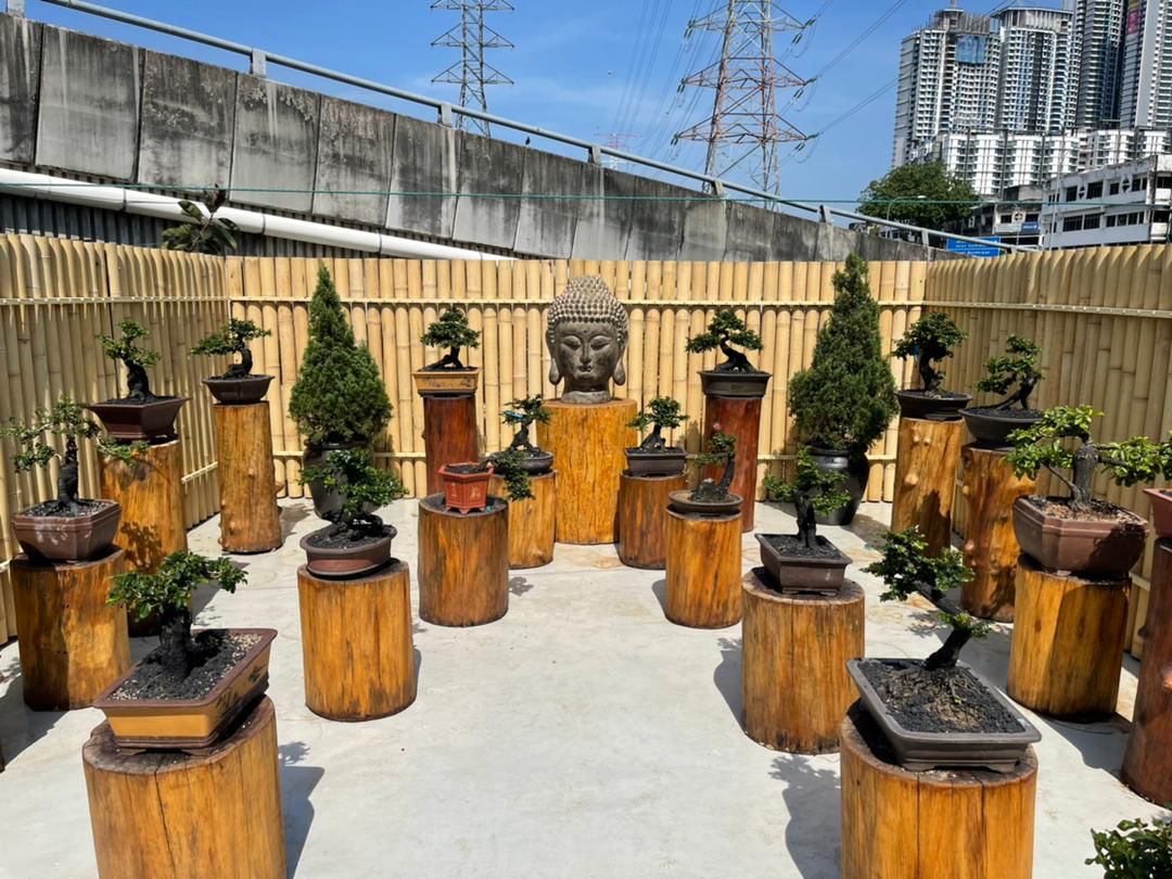 大都会/MZ头/ 售卖盆栽生意情况 / 多图