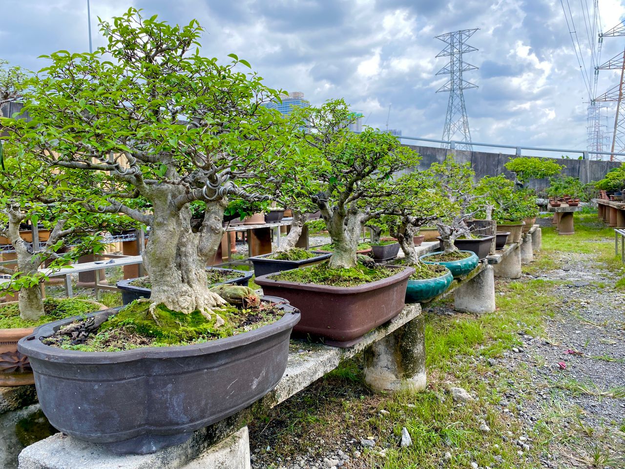 大都会/MZ头/ 售卖盆栽生意情况 / 多图