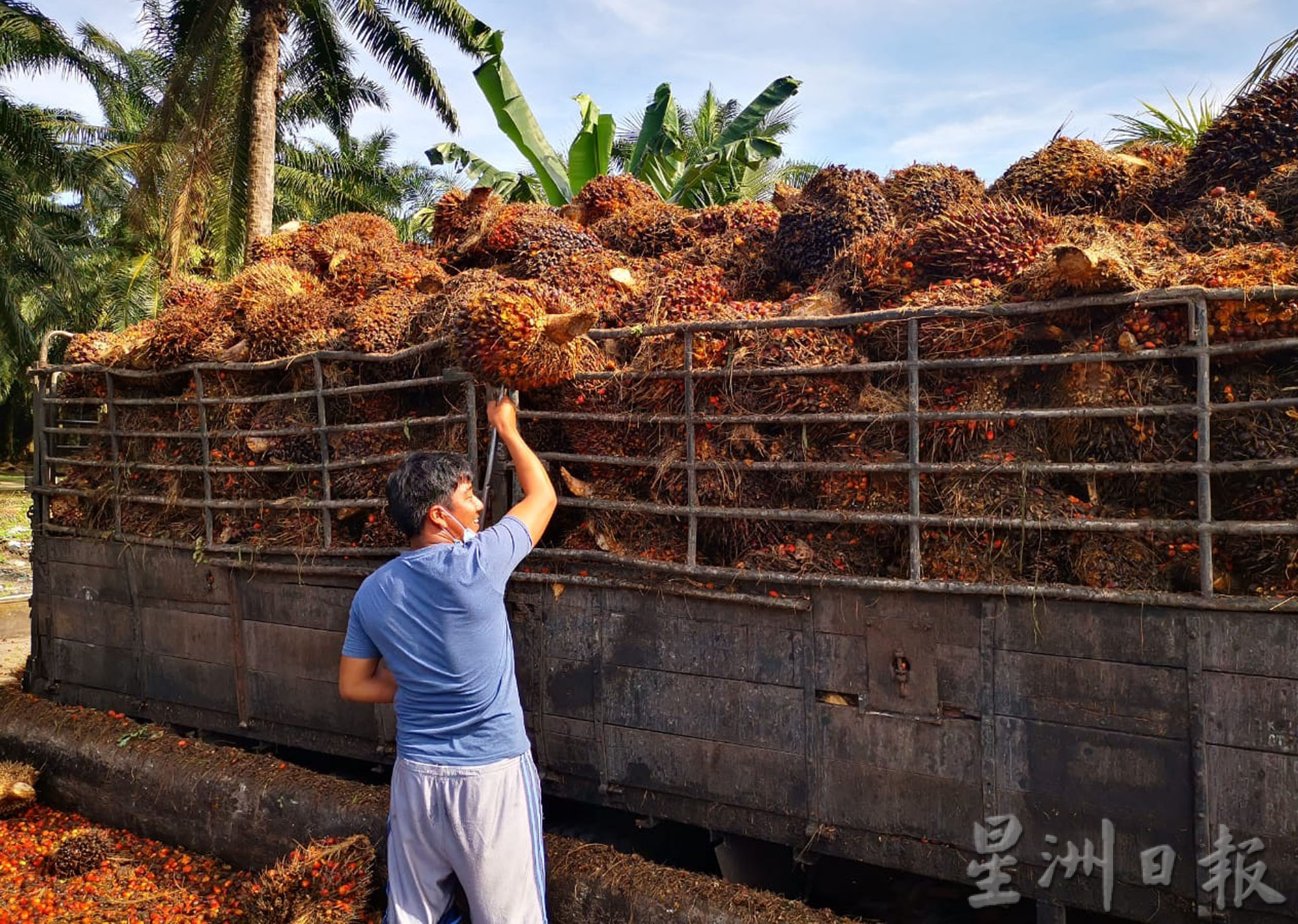 大霹雳时事焦点/油棕业者:政府引进逾3万人属杯水车薪 解决不了人手荒问题