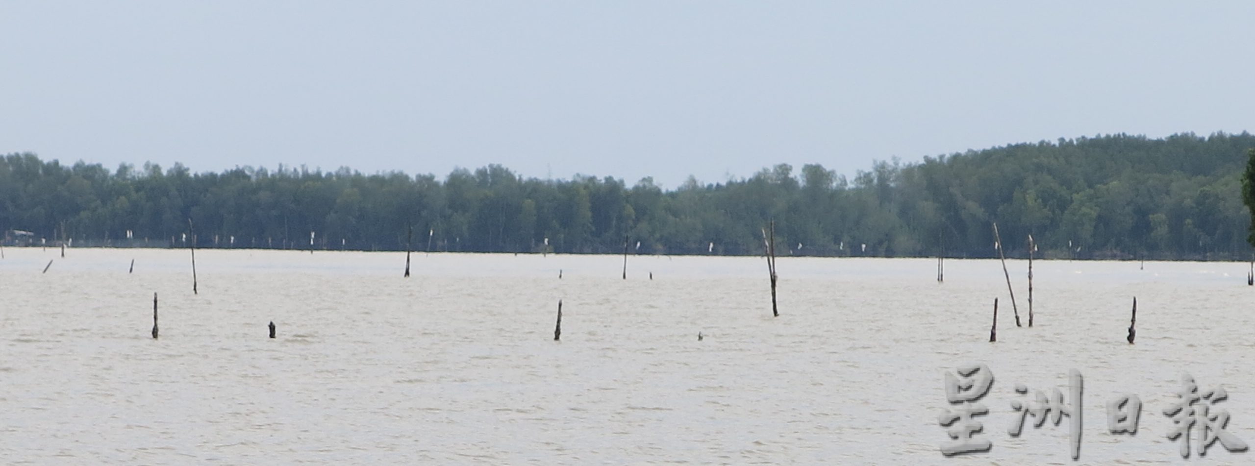 大霹雳时事焦点/郭生南:广销至全国各地 十八丁血蚶无毒