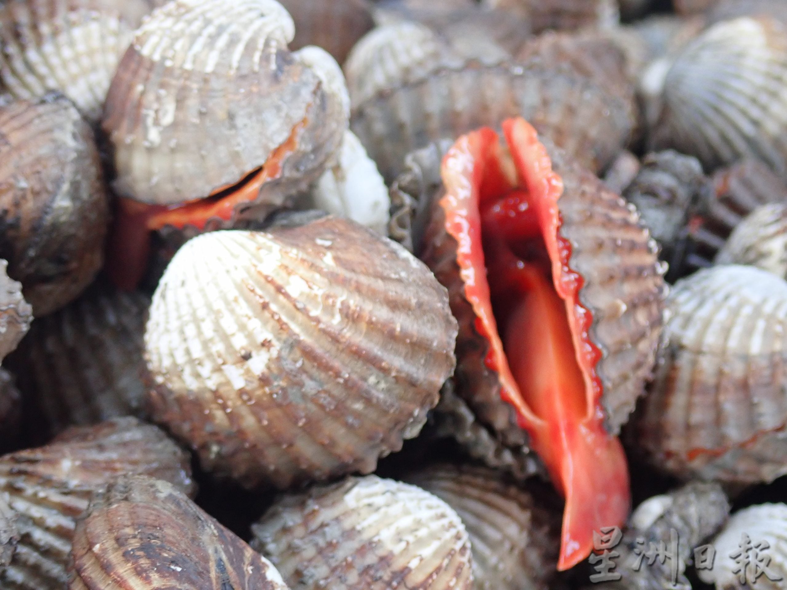 大霹雳时事焦点/郭生南:广销至全国各地 十八丁血蚶无毒