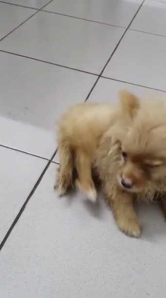 女子深夜偷偷弃置名犬诊所外 兽医怒斥:“太无耻!”