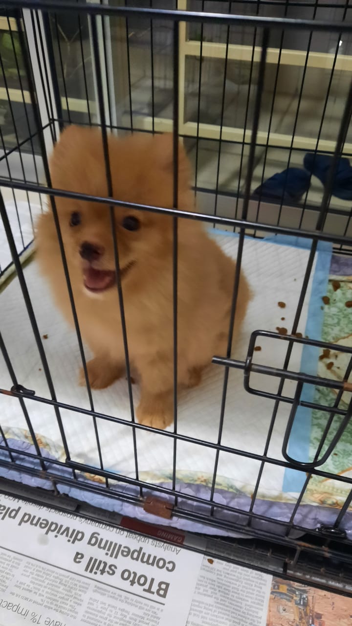 女子深夜偷偷弃置名犬诊所外 兽医怒斥:“太无耻!”