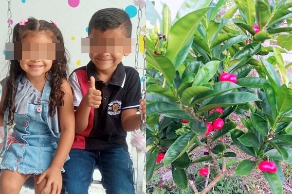 小兄妹逛奶奶家花园 误吃“毒苹果”猛吐身亡