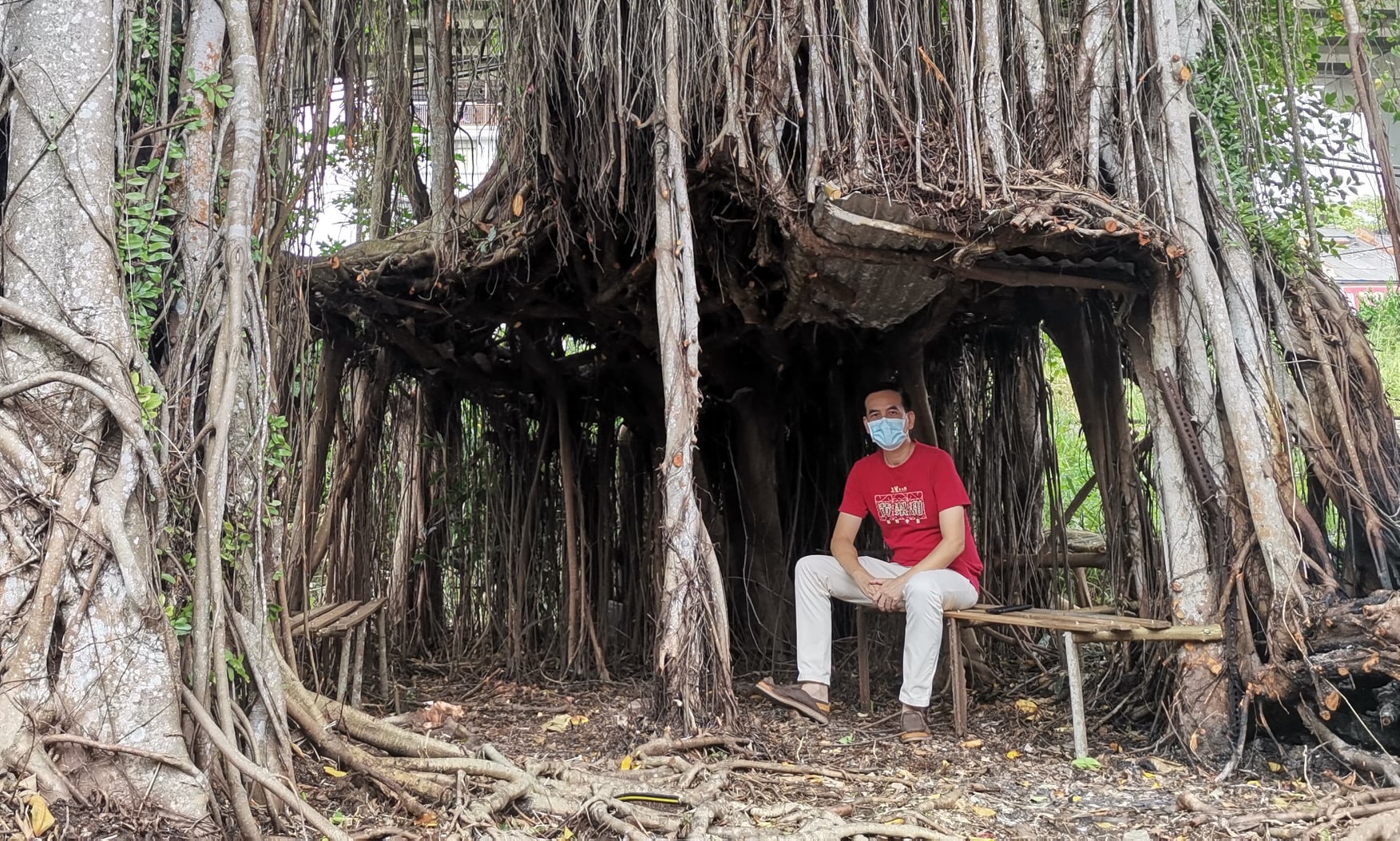 **已签发**柔:**显刊**:参天榕树形成天然树棚 义工清扫让树景重见天日