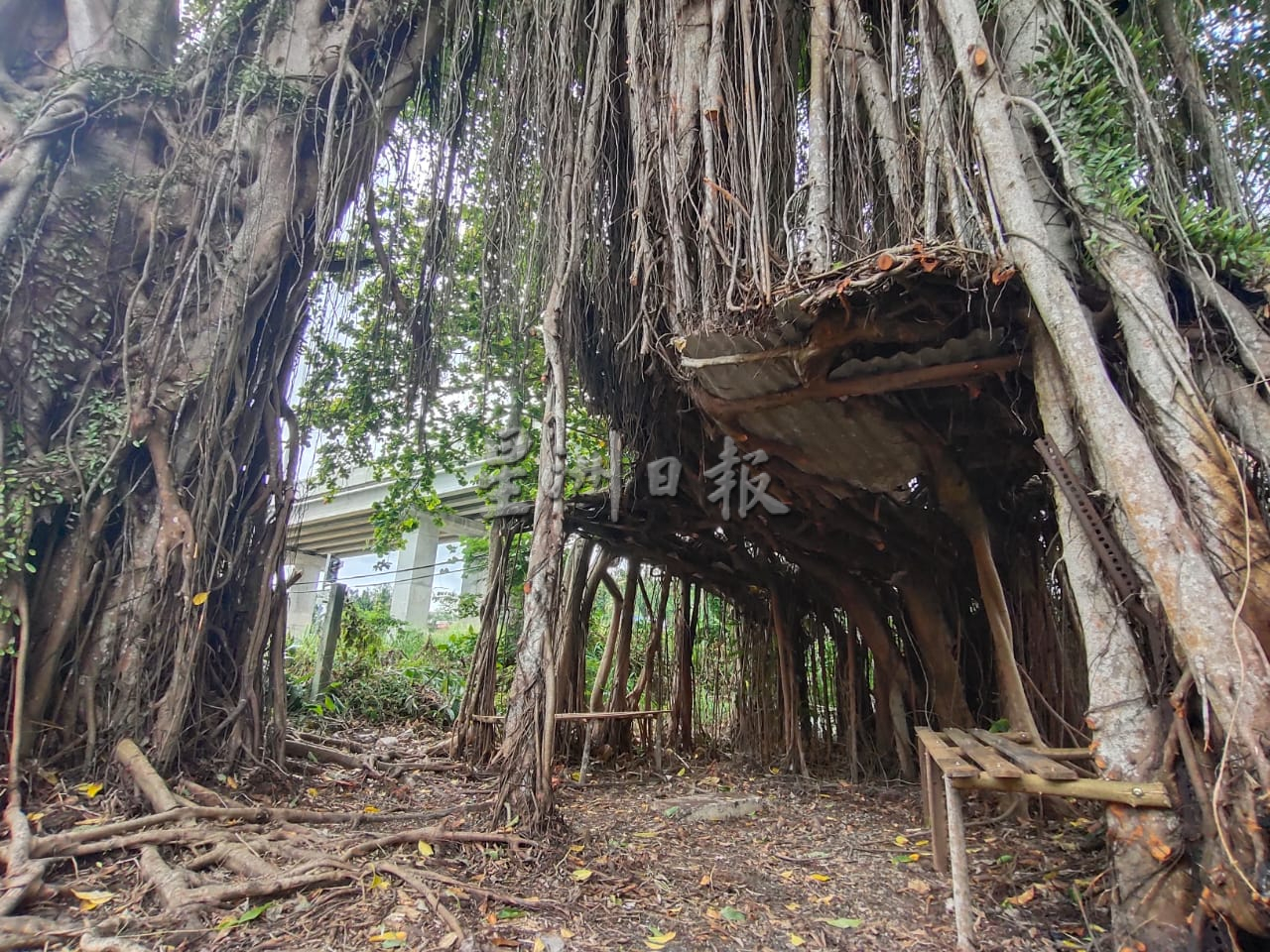 **已签发**柔:**显刊**:参天榕树形成天然树棚 义工清扫让树景重见天日