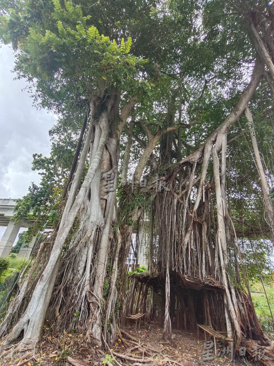 **已签发**柔:**显刊**:参天榕树形成天然树棚 义工清扫让树景重见天日