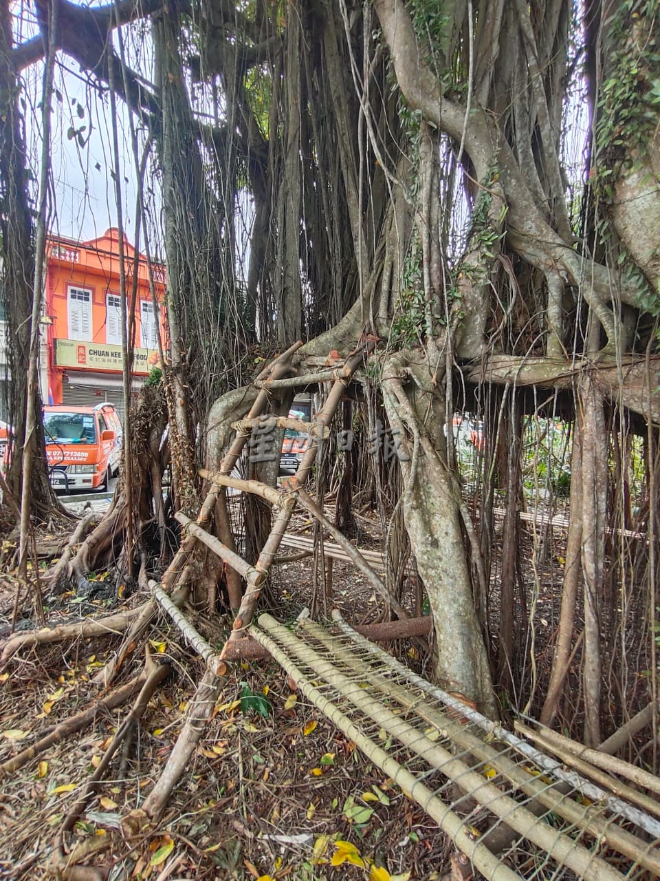 **已签发**柔:**显刊**:参天榕树形成天然树棚 义工清扫让树景重见天日