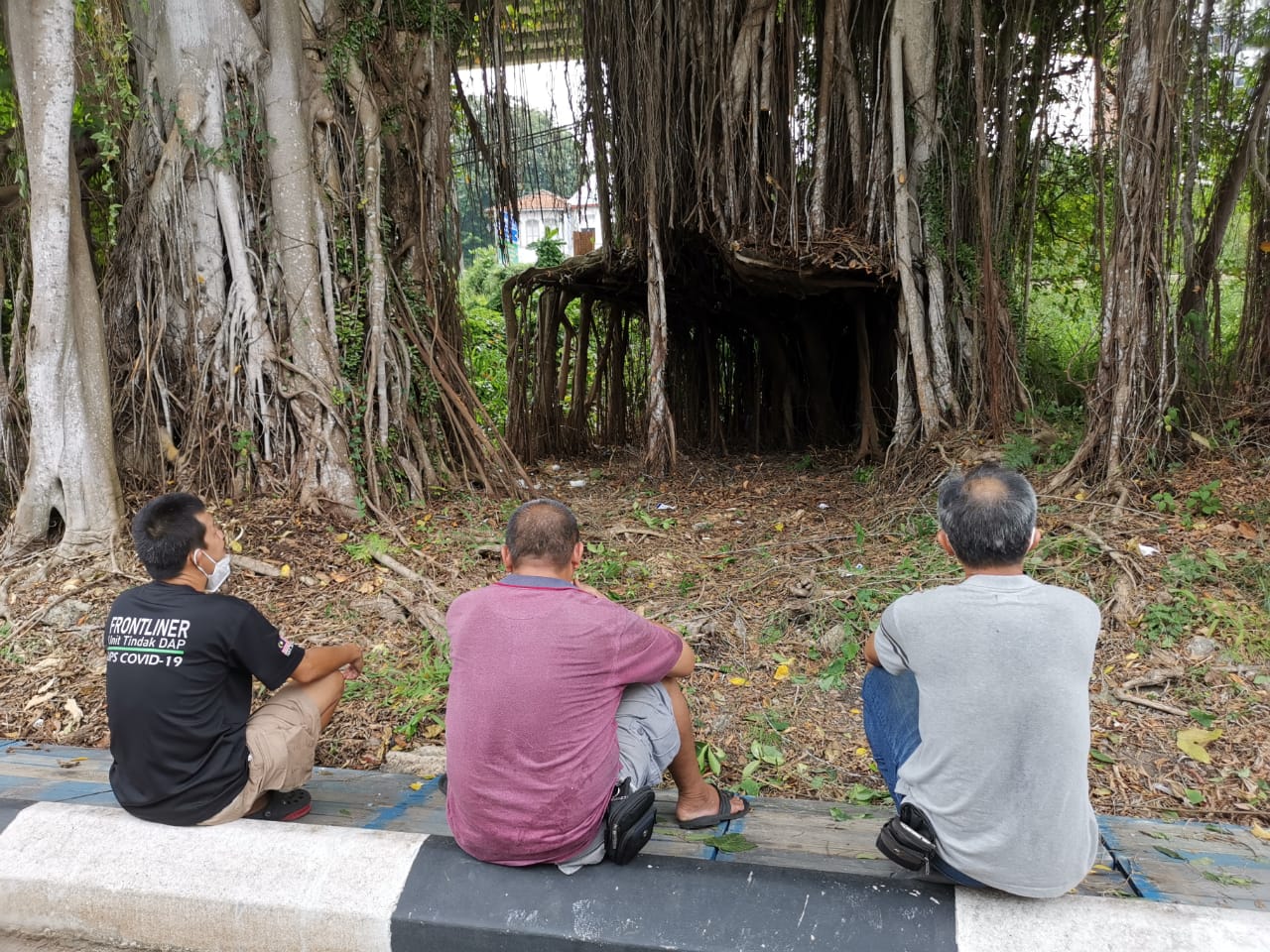 **已签发**柔:**显刊**:参天榕树形成天然树棚 义工清扫让树景重见天日