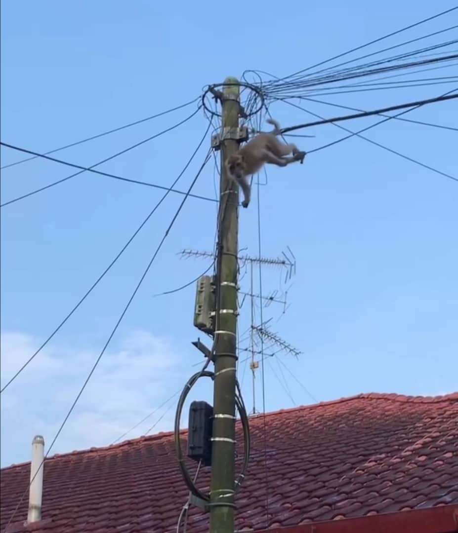 **已签发（请置头条）**柔：封面：【民生特工队】：顽猴成群住宅区扰民，金山园泰丰华小也遭殃