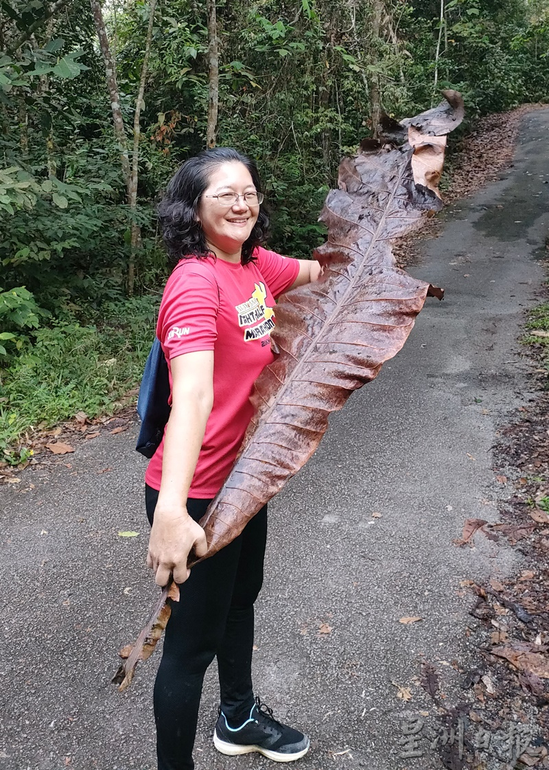 【特稿】:开始征RM10入林区准证费未予收据,古来埔来山措施再引登山客争议