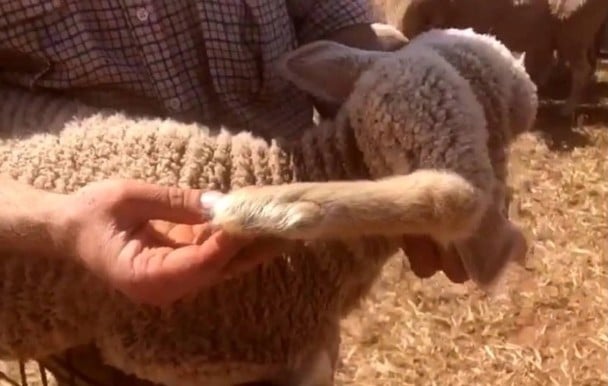 拼盘／牧场惊现5脚绵羊　场主决定收编宠养