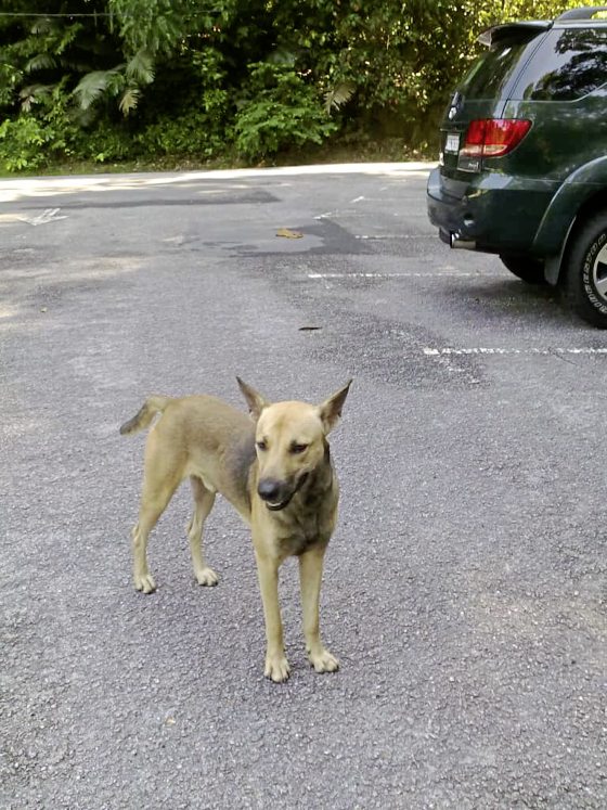 救援路上独行侠陈玉娟，用自己力量救助浪浪