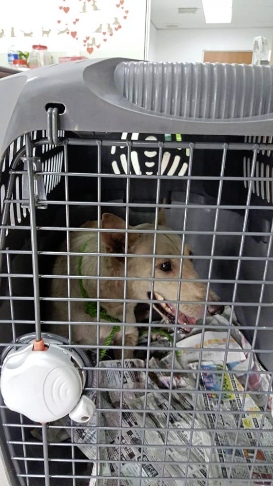 救援路上独行侠陈玉娟，用自己力量救助浪浪