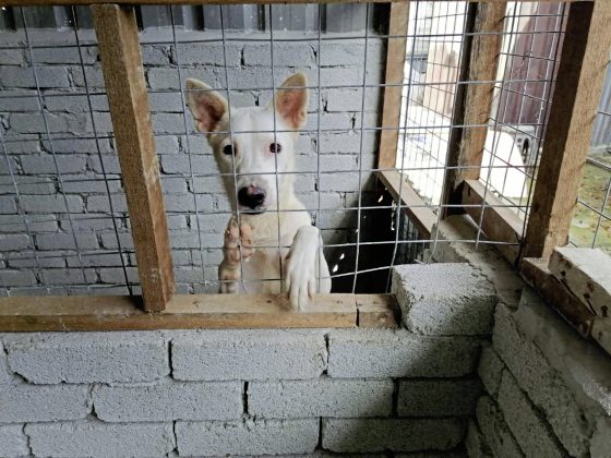 救援路上独行侠陈玉娟，用自己力量救助浪浪