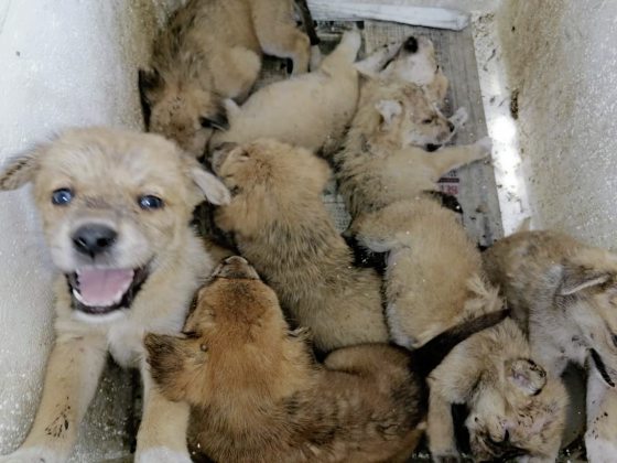 救援路上独行侠陈玉娟，用自己力量救助浪浪