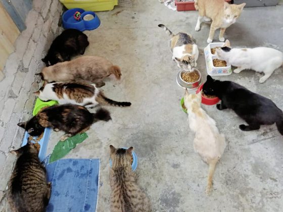 救援路上独行侠陈玉娟，用自己力量救助浪浪