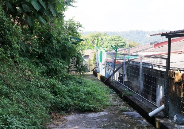 斜坡变丛林引蛇鼠出没,耀龙园逾10户居民提心吊胆