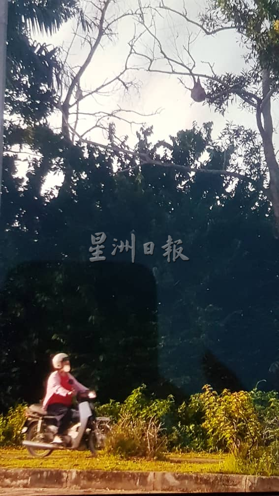 日得拉北方学院岭 又见蜂窝蜂群螫伤人