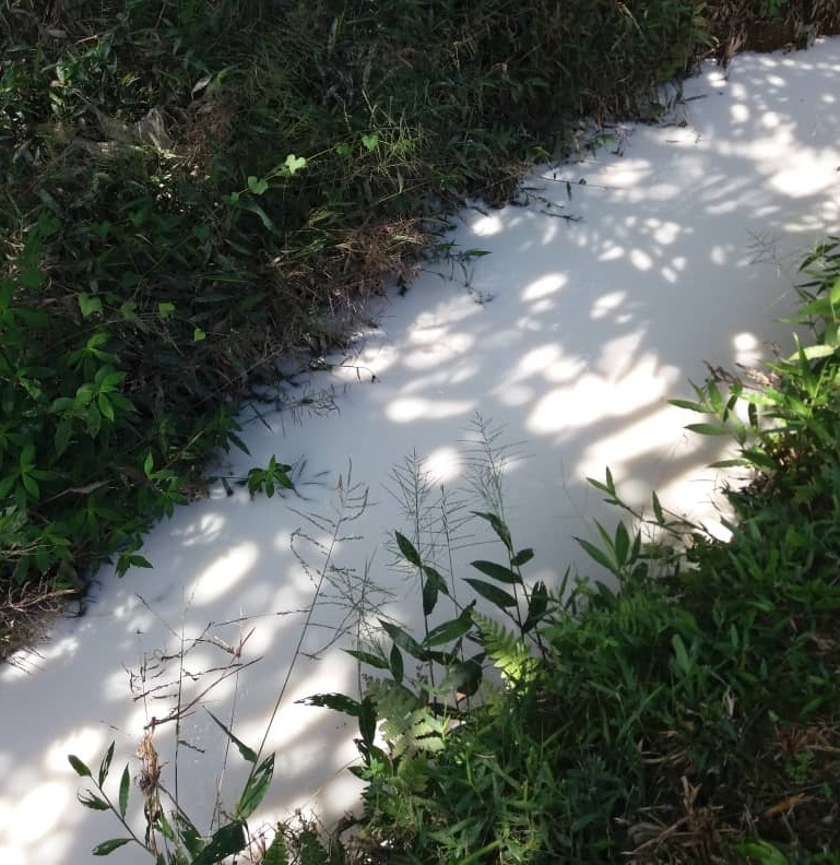 柔︰第三版头条:蜡乳液泄漏致村河变奶河,娜特拉︰吁工厂警愓以免重犯