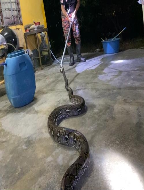 柔：文告：5公尺大蟒闯鸡寮，加亨志愿消拯队出动抓蛇