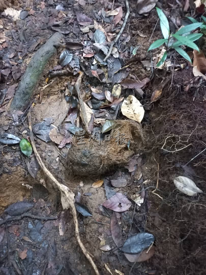 柔:新闻:疑野象出没引好奇心,周六登山客多探“大脚印”
