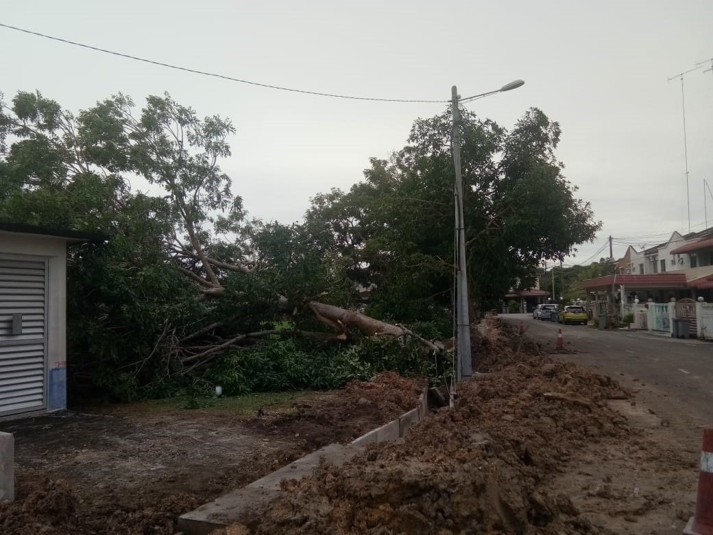 柔:麻丽峰花园雨后树倒,居民虚惊一塲