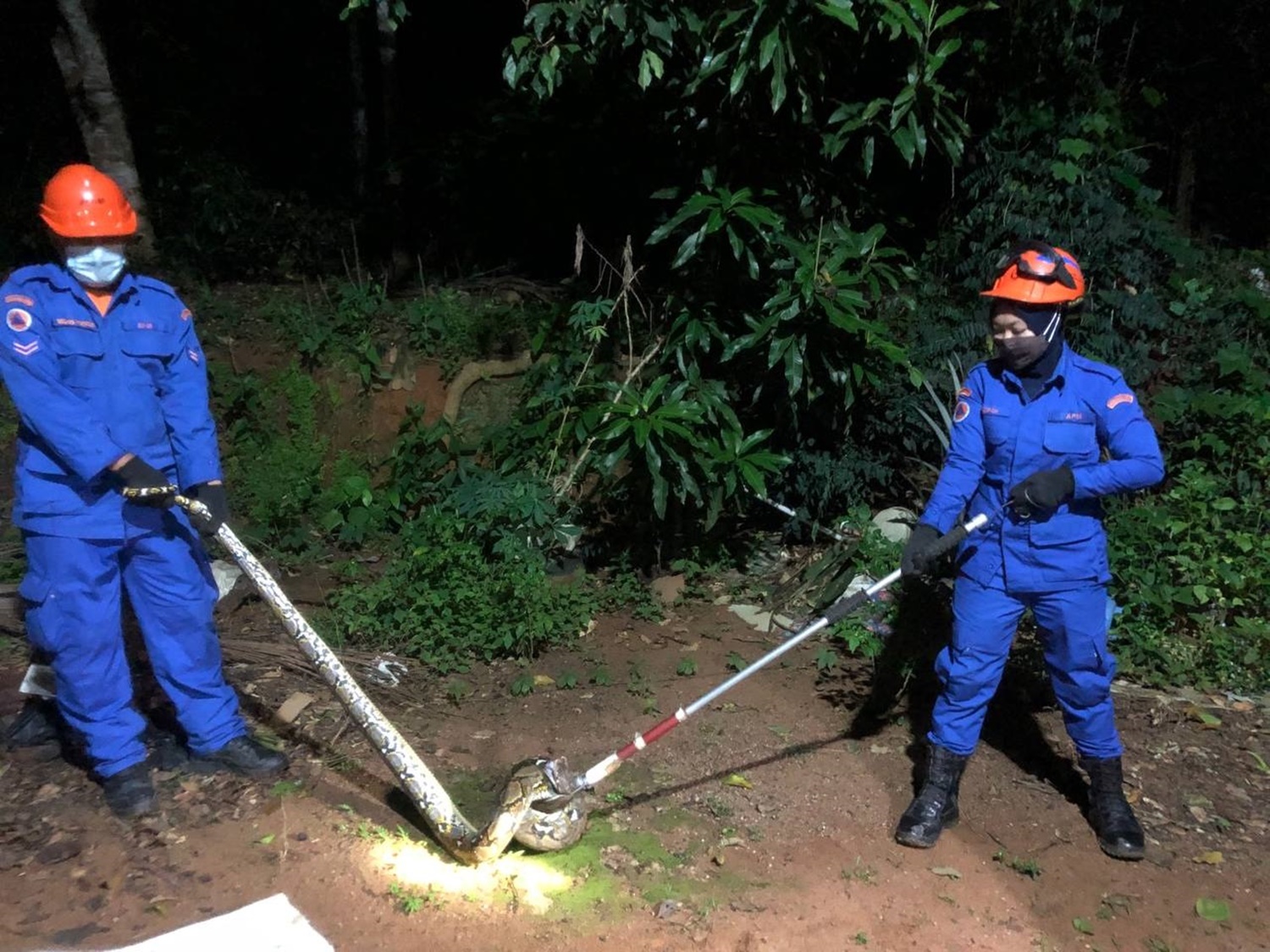 潜入鸡寮吃鸡 20呎长蟒蛇被捉