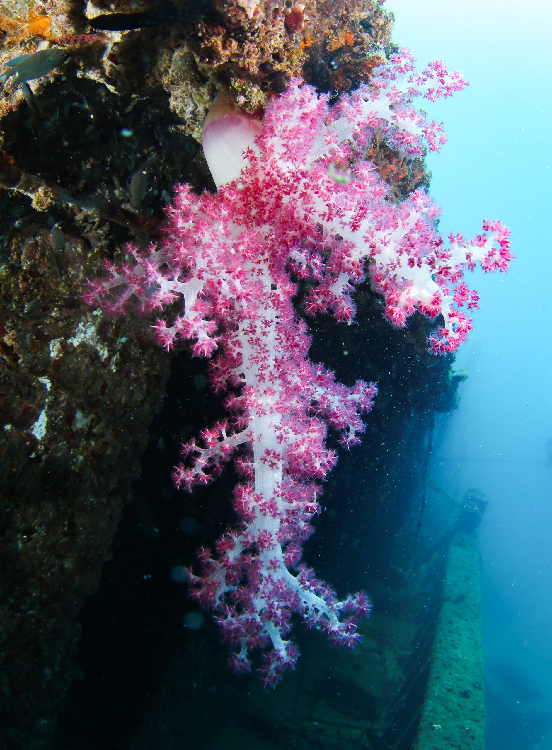 热带海岛风景区─中国海南分界洲岛的美丽与哀愁