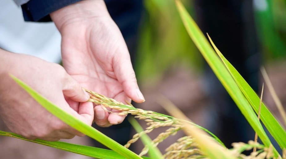 破纪录！袁隆平团队研发杂交水稻双季亩产1603.9公斤