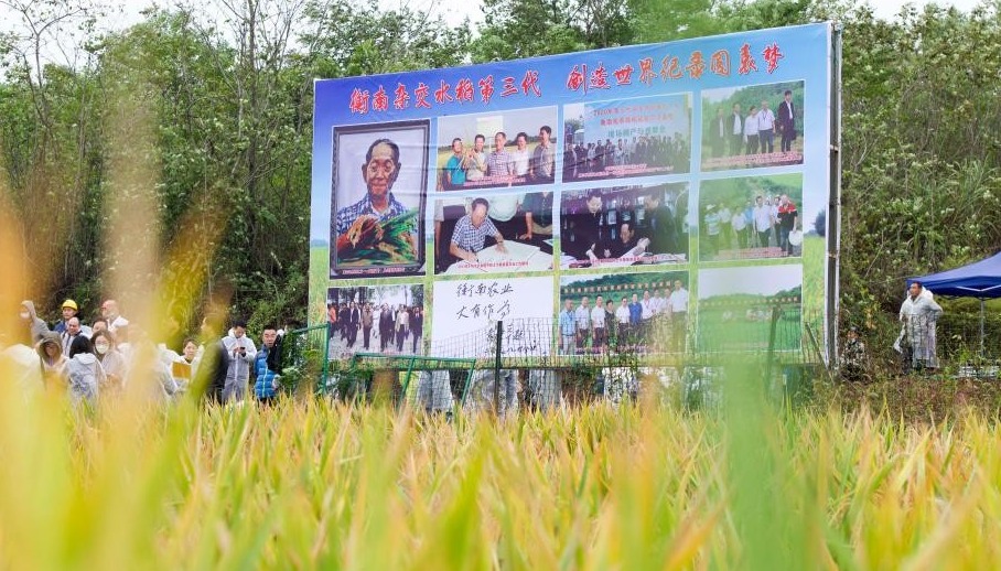 破纪录！袁隆平团队研发杂交水稻双季亩产1603.9公斤