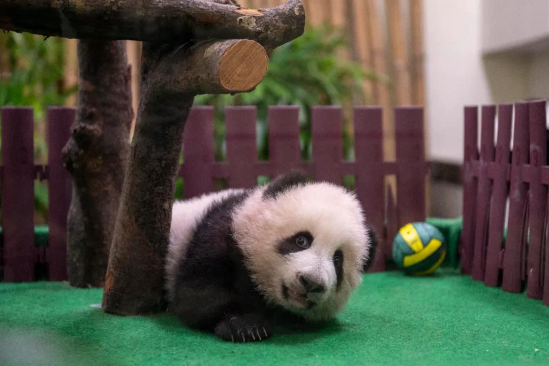 第三只熊猫宝宝首次公开亮相