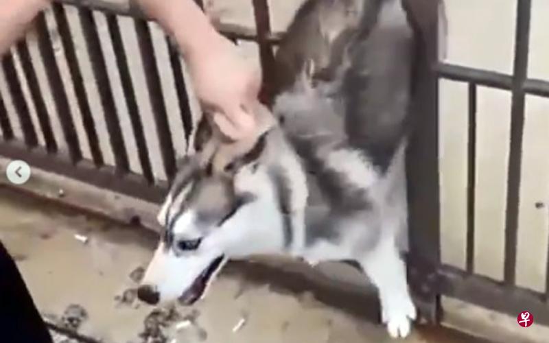 胶带绑嘴揪耳上传视频 狮城男虐狗取乐惹公愤