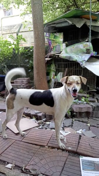 被车撞伤摘掉球眼 失明狗狗保住生命重生