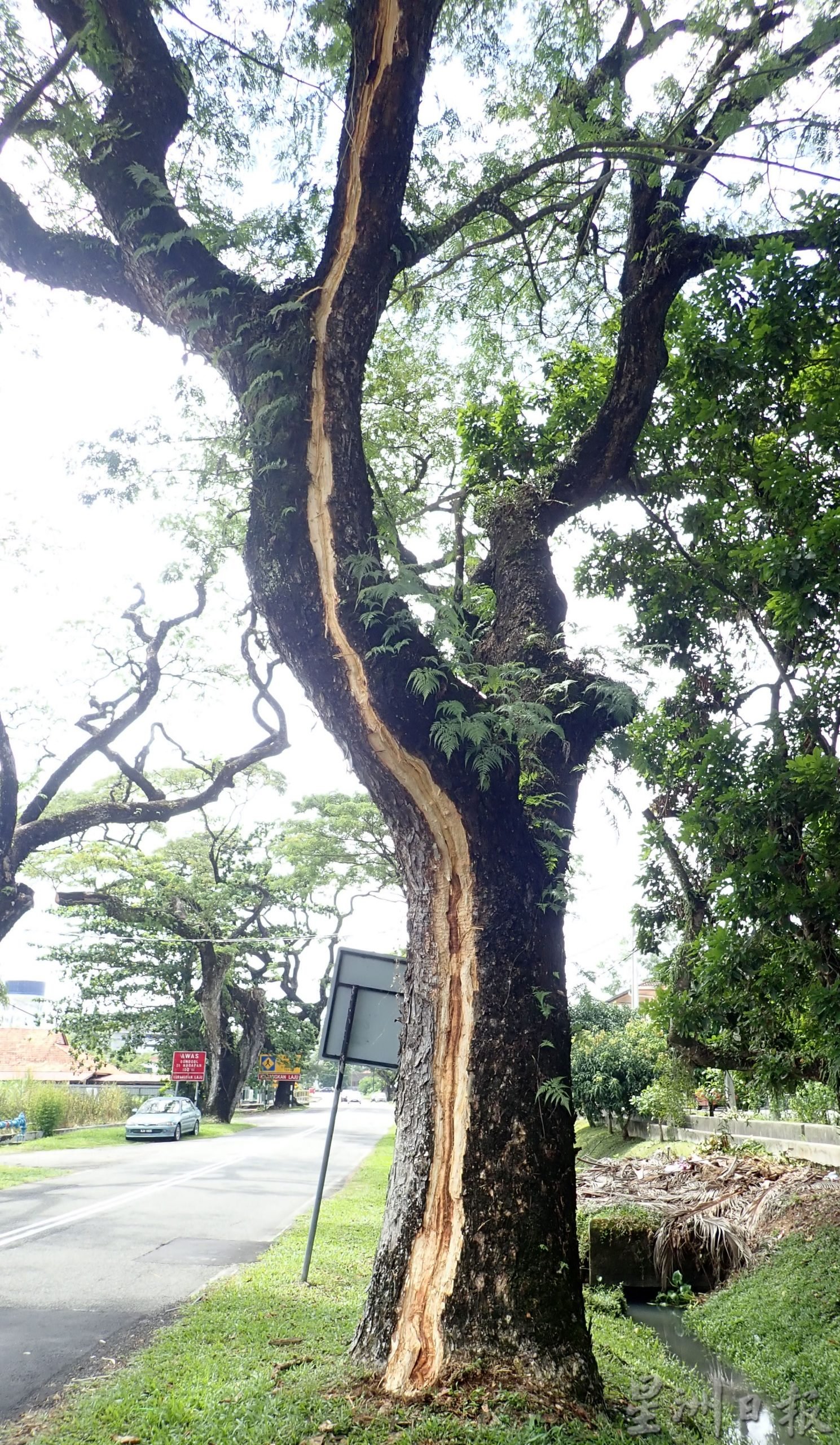 触目心惊 雨树被闪电劈出约30尺“疤痕”