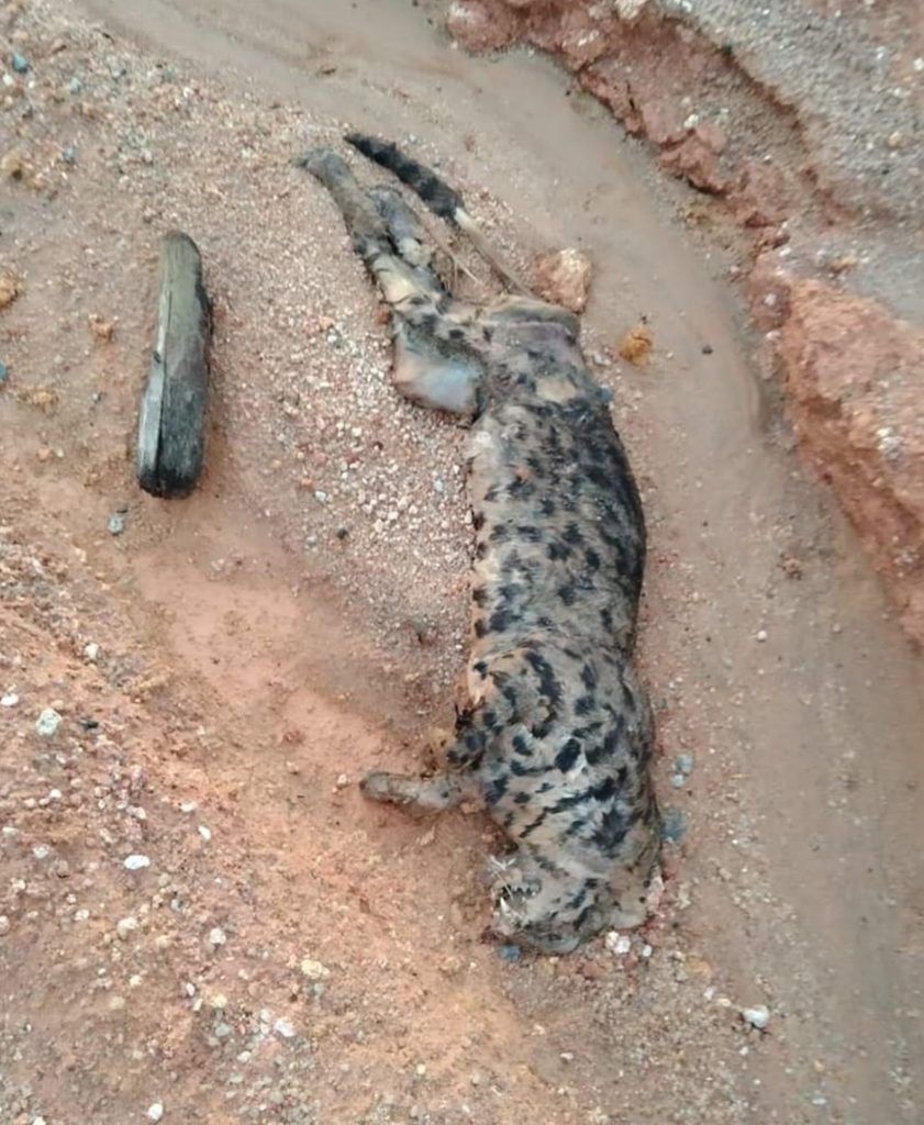 霹/史格山发现豹猫尸体