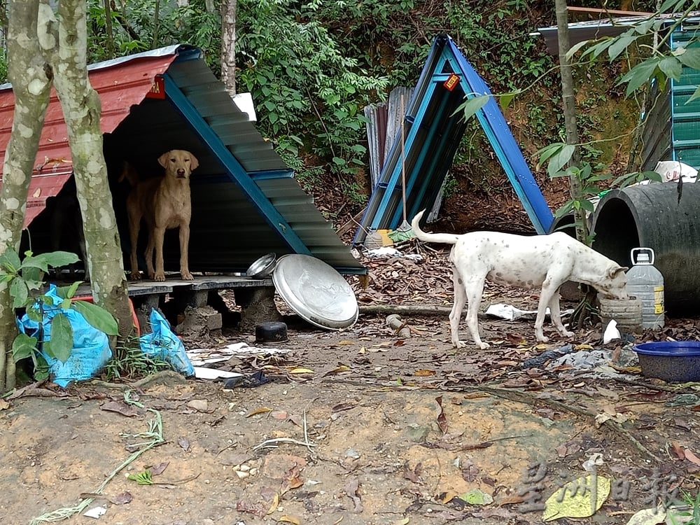 霹:版头/怡红大道往垃圾场道路 成野放流浪狗倾倒垃圾地带