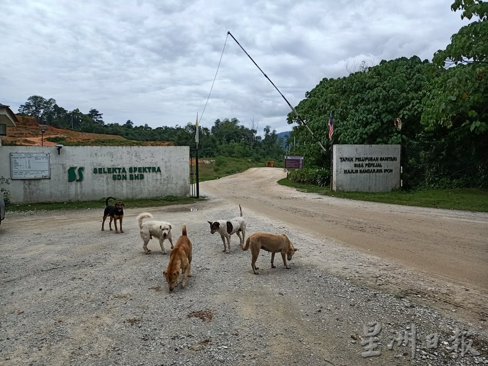 霹:版头/怡红大道往垃圾场道路 成野放流浪狗倾倒垃圾地带
