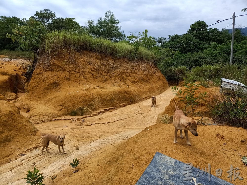 霹:版头/怡红大道往垃圾场道路 成野放流浪狗倾倒垃圾地带