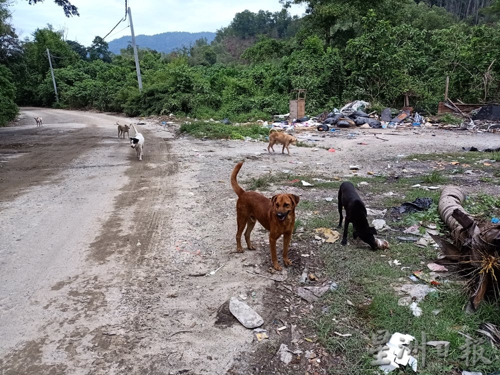 霹:版头/怡红大道往垃圾场道路 成野放流浪狗倾倒垃圾地带