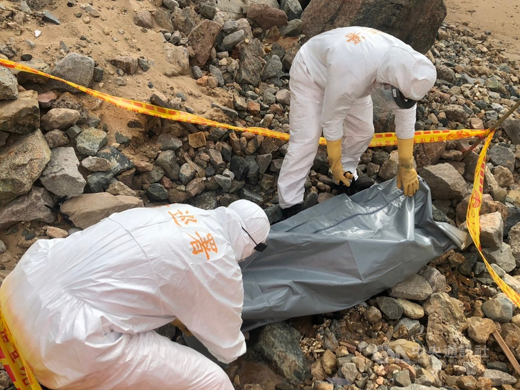 马祖今年第18起 海豚搁浅死亡