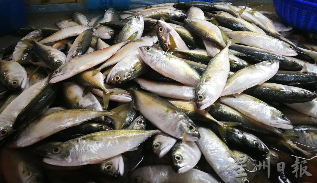 鲜鱼虾供应稳定