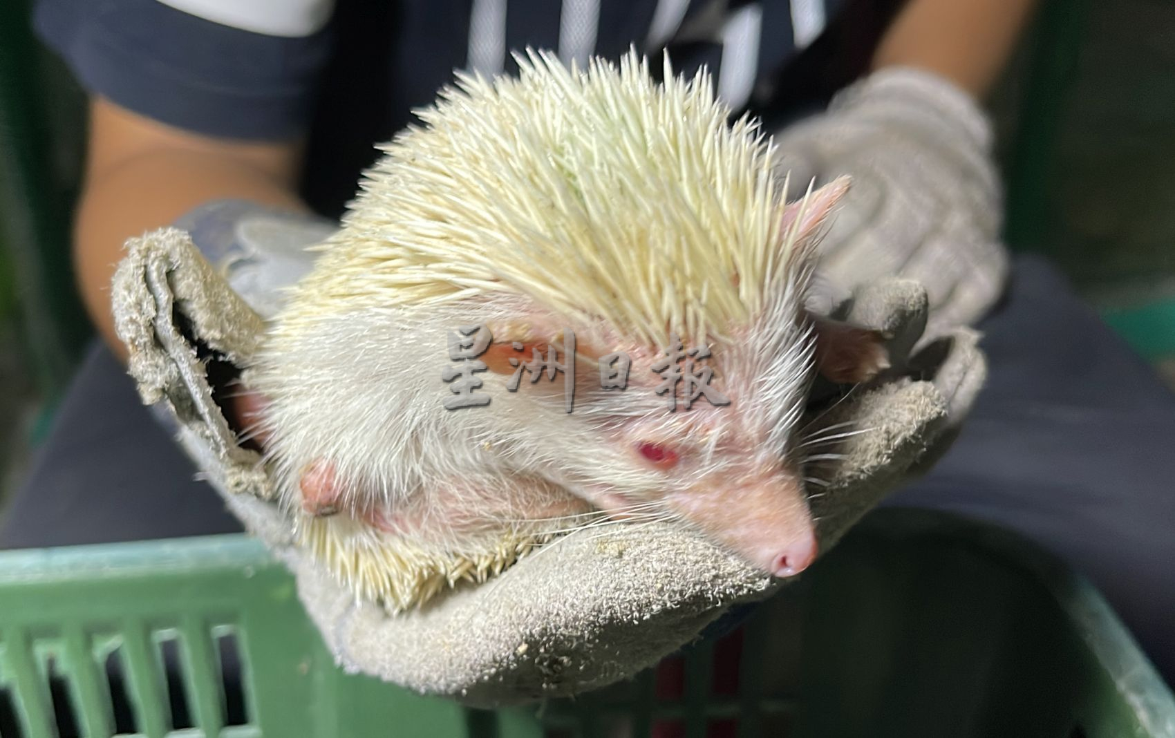 （古城封底主文）青山侯王庙打造宠物乐园·治愈大众心