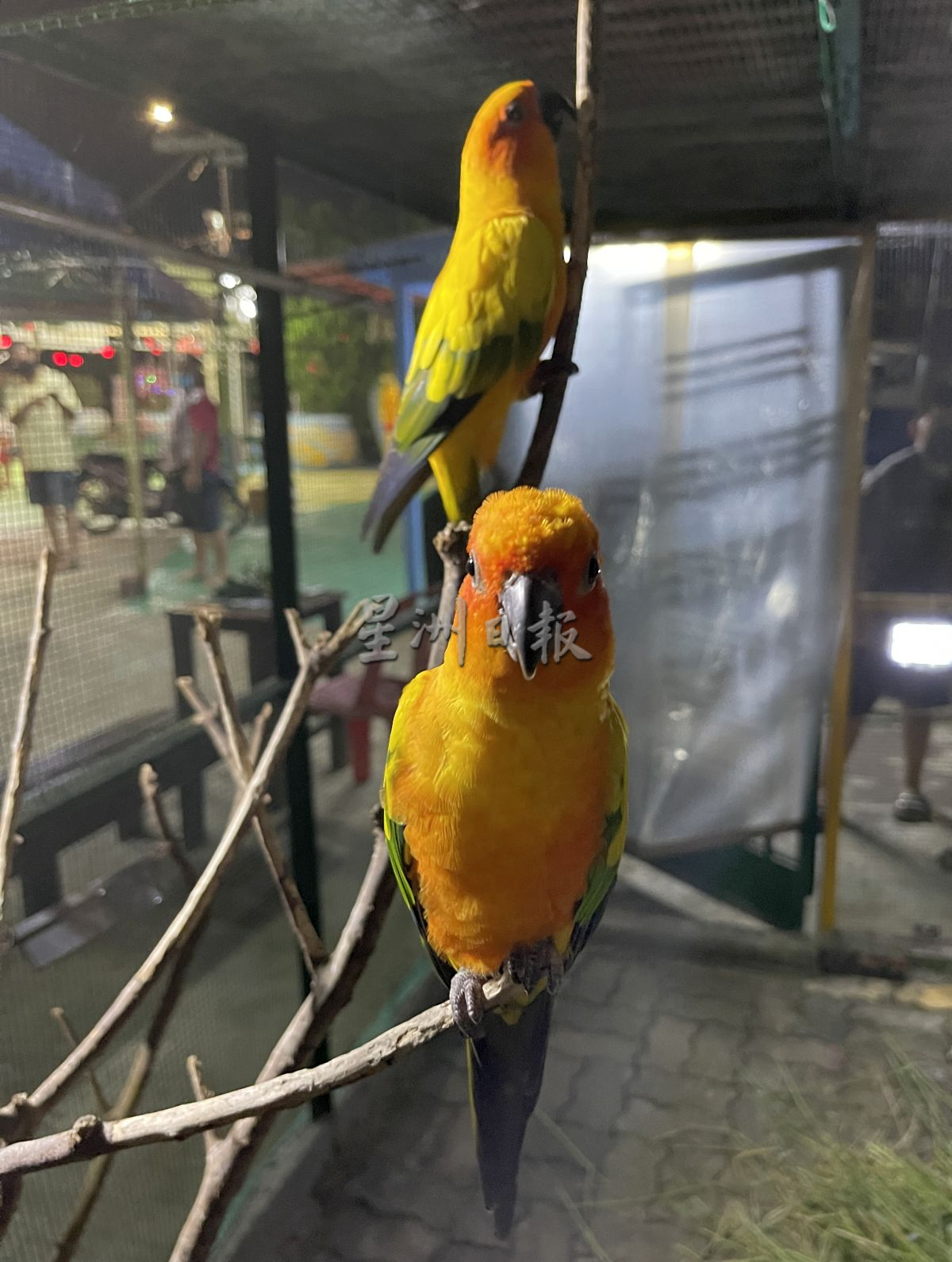 （古城封底主文）青山侯王庙打造宠物乐园·治愈大众心