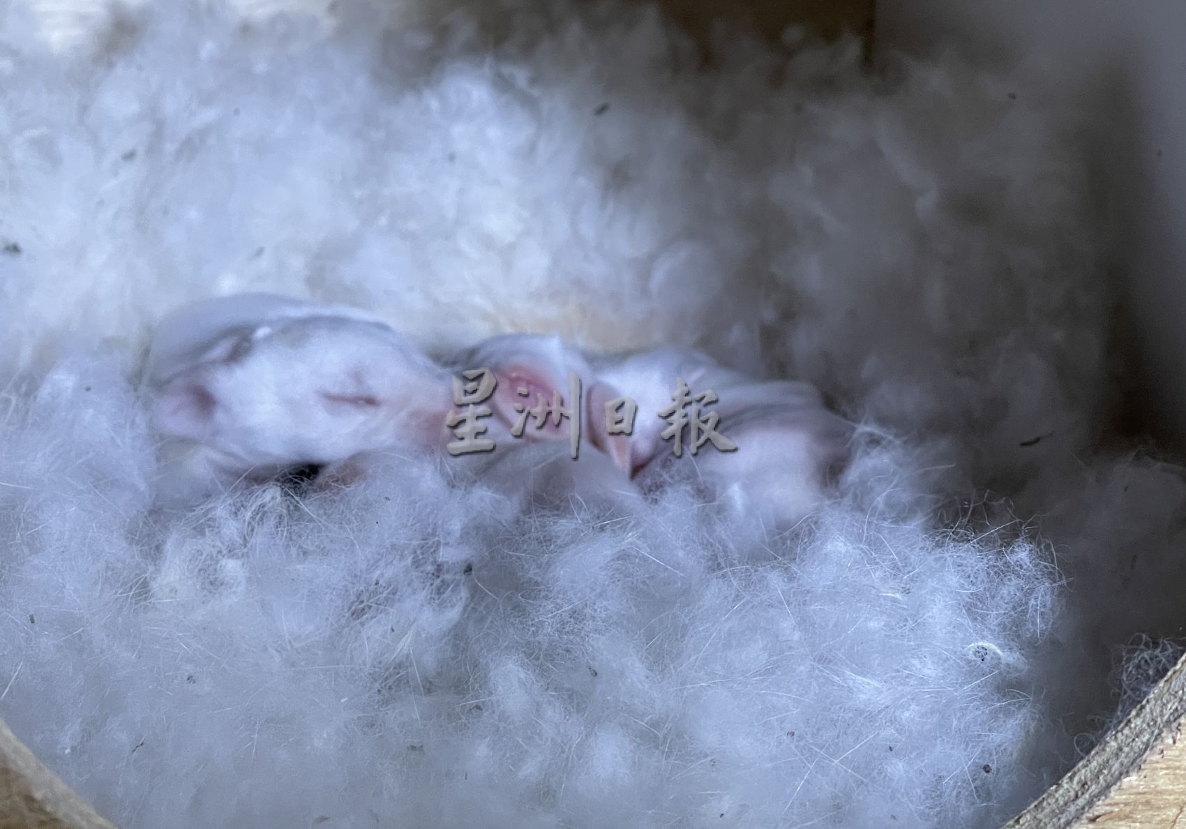 （古城封底主文）青山侯王庙打造宠物乐园·治愈大众心