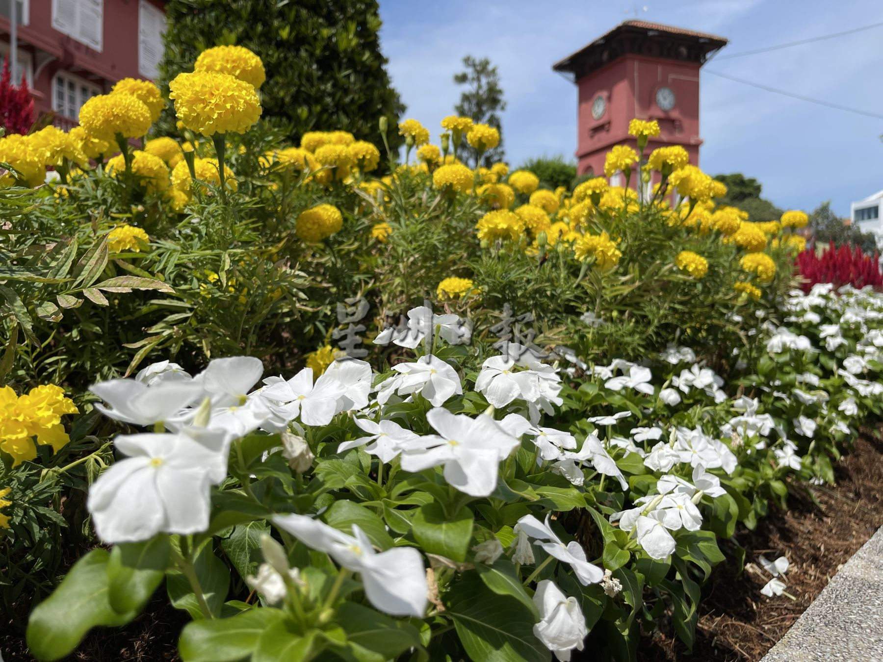 （古城第二版主文）红屋古迹区 花团锦簇迎游客
