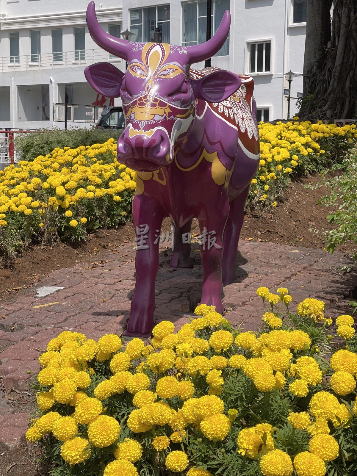 （古城第二版主文）红屋古迹区 花团锦簇迎游客